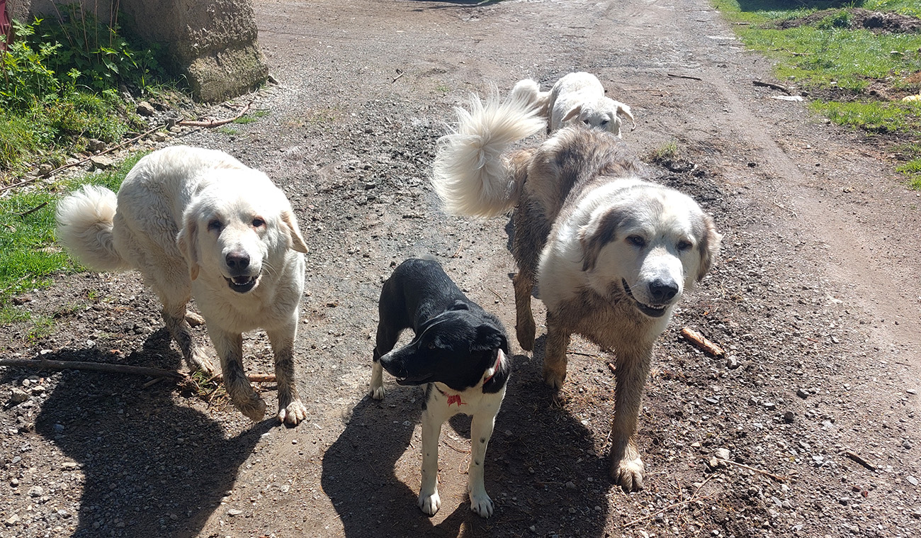 Prítulní_sprievodcovia_areálom_družstva_pred_Priechodom.